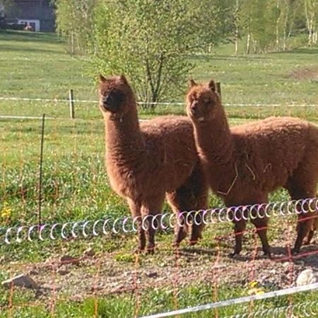 Familie Meimer Hofing 外观 照片